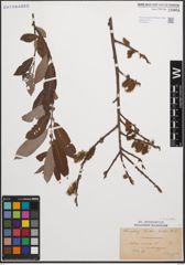 Foto von Salix cinerea L.